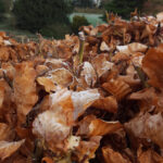 Green Beech Hedge Plants: Fagus sylvatica Hedging, photograph 4