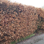 Green Beech Hedge Plants: Fagus sylvatica Hedging, photograph 6