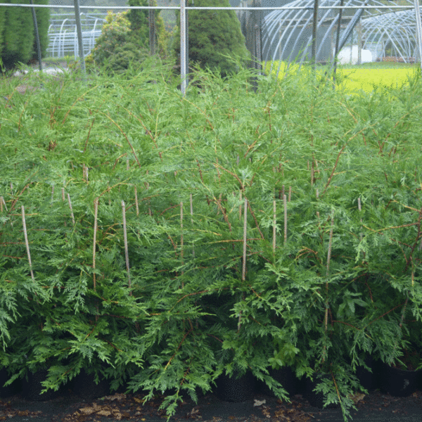 Green Leylandii 90-120cm