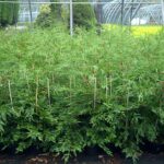 Green Leylandii Hedge Plants (Pot Grown), photograph 2