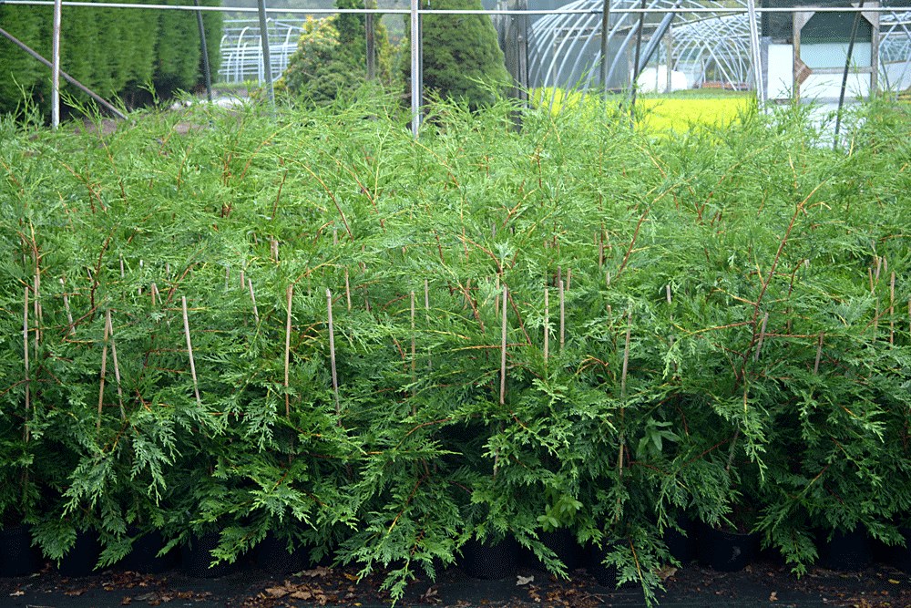 Supplier stock photograph of green leylandii 90-120cm