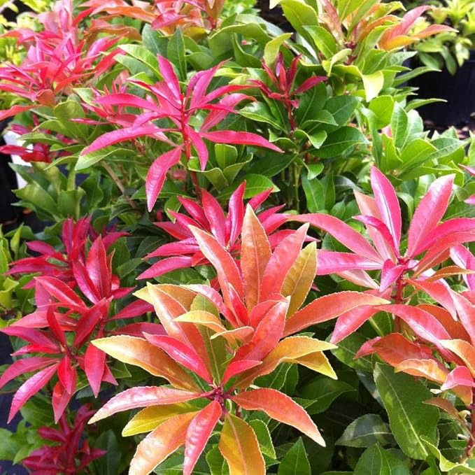Pieris shrubs