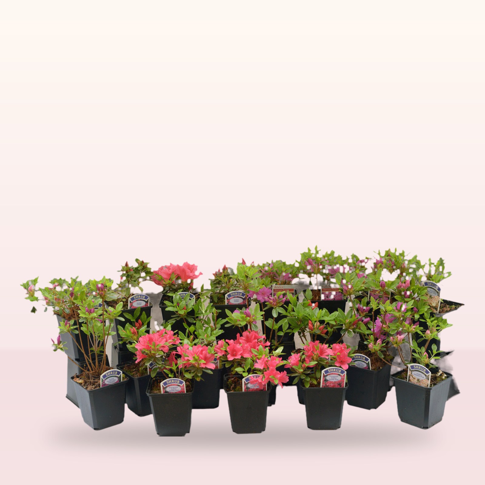 Supplier stock photograph of 4 mixed japanese azaleas