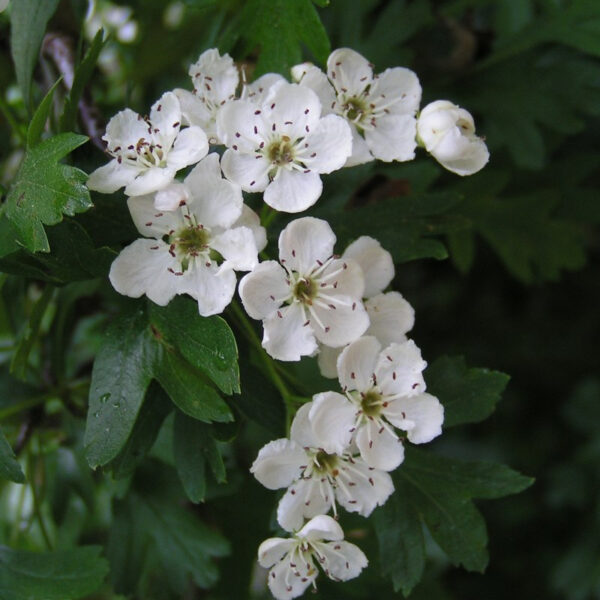 Supplier stock photograph of common hawthorn