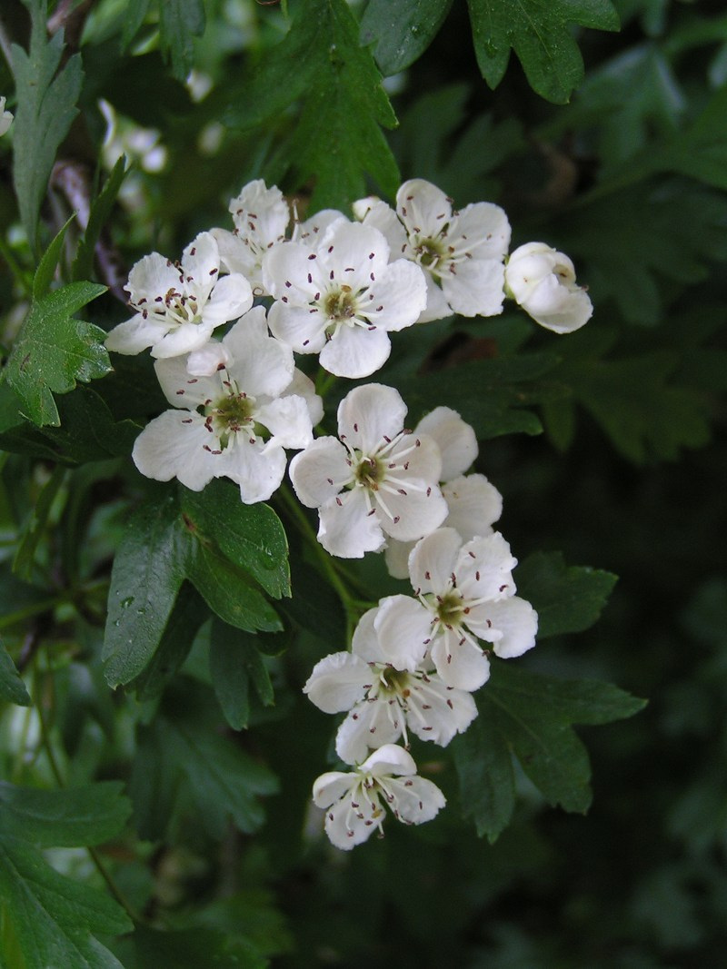 Supplier stock photograph of common hawthorn