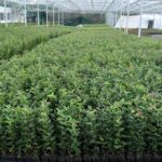 Holly Hedge Plants (Ilex aquifolium), photograph 3