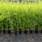 Castlewellan Gold (Golden Leylandii) Hedge Plants, photograph 1