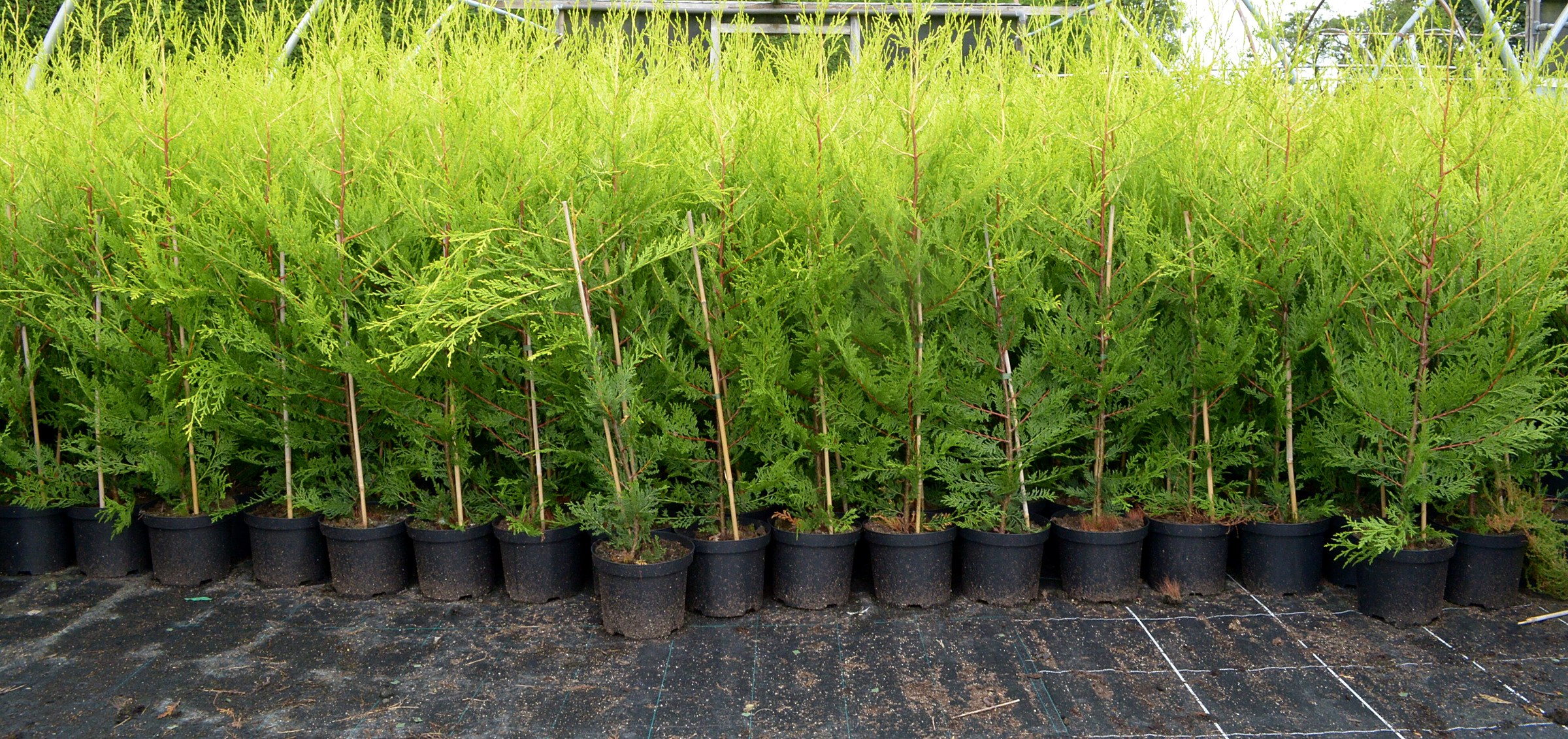 Supplier nursery photograph of golden Castlewellan conifers