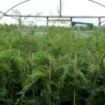 Green Leylandii Hedge Plants (Pot Grown), photograph 5