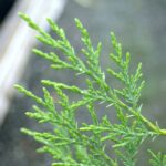 Green Leylandii Hedge Plants (Pot Grown), photograph 4
