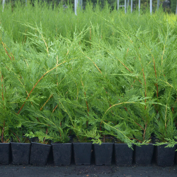 Green Leylandii 40-60cm