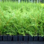 Green Leylandii Hedge Plants (Pot Grown), photograph 1