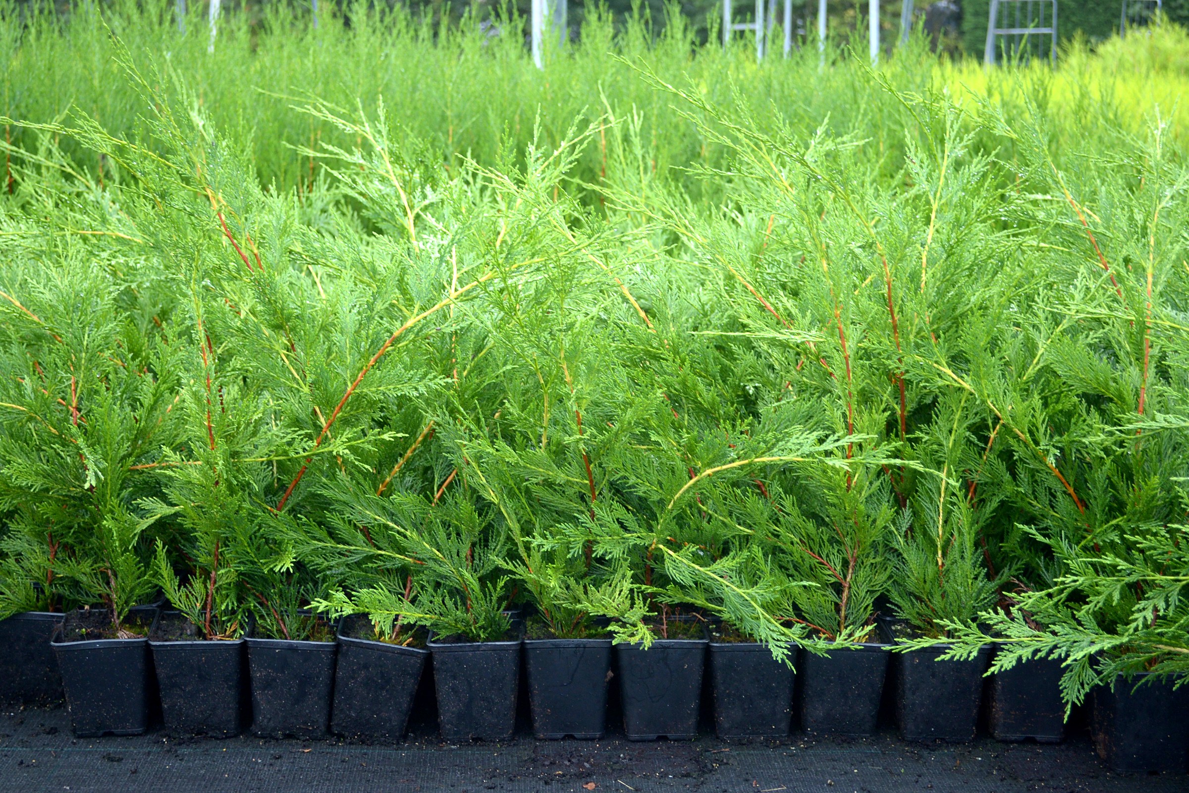 Supplier stock photograph of green leylandii 90-120cm