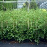 Green Leylandii Hedge Plants (Pot Grown), photograph 3
