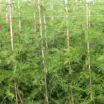 Green Leylandii Hedge Plants (Pot Grown), photograph 7