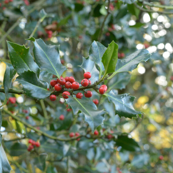 Holly Hedging 30-40cm