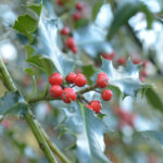 Holly Hedge Plants (Ilex aquifolium), photograph 4