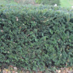 English Yew Hedge Plants (Taxus baccata) Hedging, photograph 3