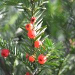 English Yew Hedge Plants (Taxus baccata) Hedging, photograph 1