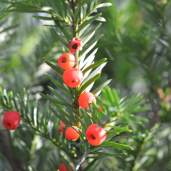 English Yew 20-40cm