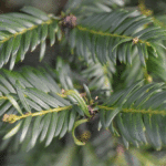 English Yew Hedge Plants (Taxus baccata) Hedging, photograph 4