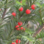 English Yew Hedge Plants (Taxus baccata) Hedging, photograph 5