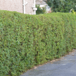 Privet Hedge Plants: Bare Root Ligustrum Hedging, photograph 1