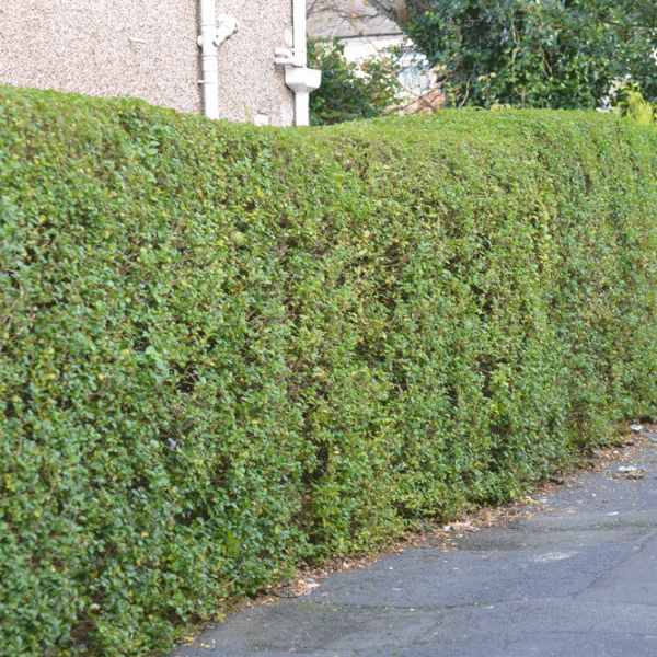 Privet Hedge Plants: Bare Root Ligustrum Hedging