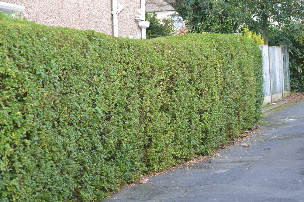 Supplier stock photograph of privet hedging 40-60cm