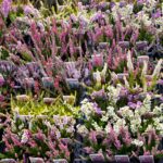 Mixed Garden Heathers for Sale: Calluna and Erica Collection, photograph 3