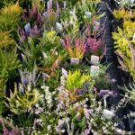 Mixed Garden Heathers for Sale: Calluna and Erica Collection, photograph 4