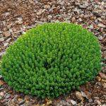 Mixed Hebe Plants for Sale: 4–18 Pack Collection, photograph 7