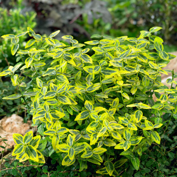 Euonymus Emerald 'n' Gold Shrubs for Sale