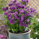 Mixed Hebe Plants for Sale: 4–18 Pack Collection, photograph 1