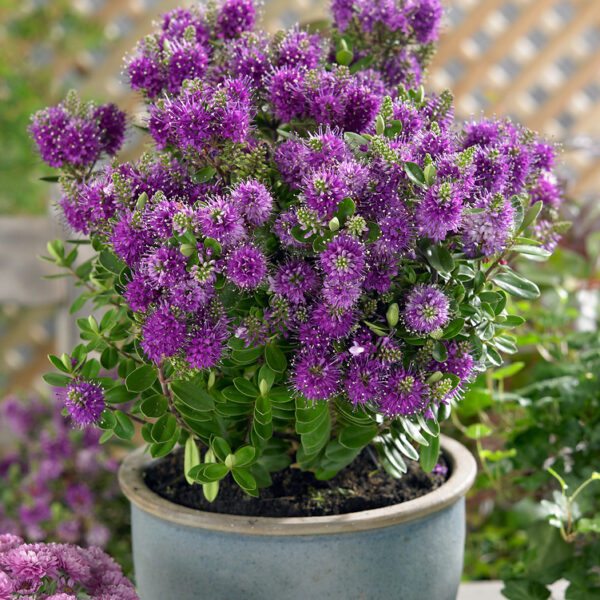 Mixed Hebe Plants for Sale: 4–18 Pack Collection