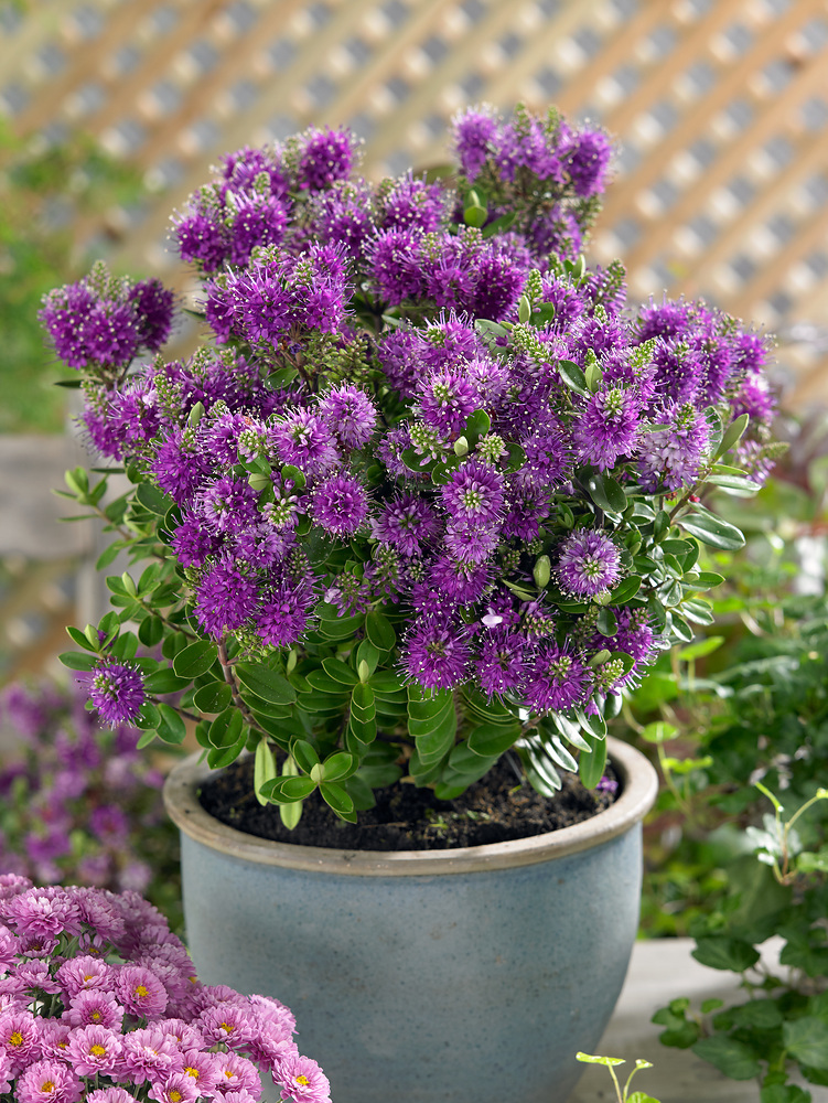 Hebe shrubs and mixed collections