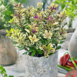 Mixed Hebe Plants for Sale: 4–18 Pack Collection, photograph 4