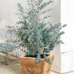 Eucalyptus gunnii: Cider Gum Shrub in a 9cm Pot, photograph 1