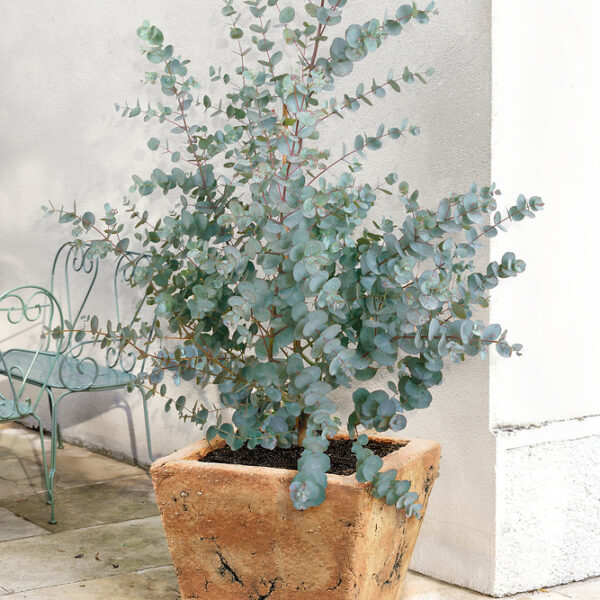 Eucalyptus gunnii: Cider Gum Shrub in a 9cm Pot