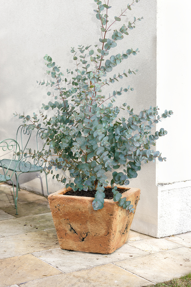 Supplier photograph illustrating the silver foliage of a potted Eucalyptus gunnii