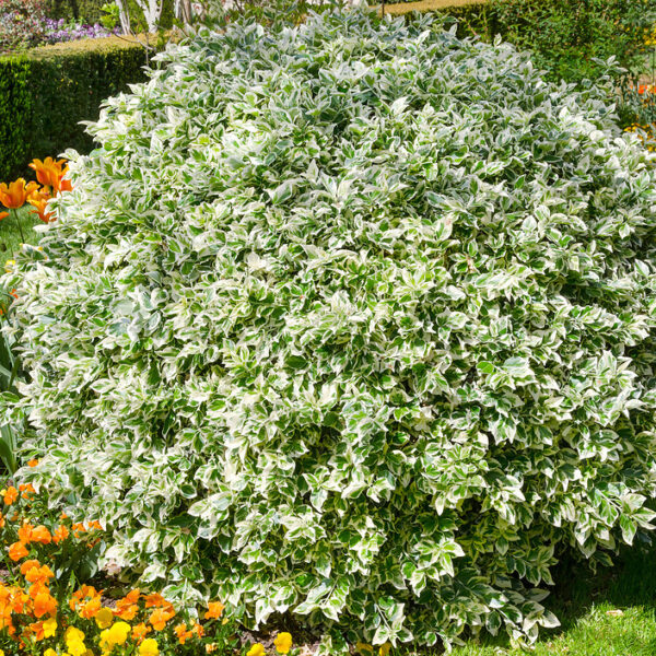 Euonymus Emerald Gaiety Shrub: 2 Litre Pot