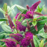 Mixed Hebe Plants for Sale: 4–18 Pack Collection, photograph 5