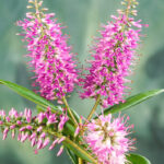Mixed Hebe Plants for Sale: 4–18 Pack Collection, photograph 6