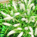 Mixed Hebe Plants for Sale: 4–18 Pack Collection, photograph 3