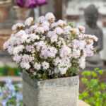 Mixed Dwarf Rhododendrons (Compact Spring Colour Collection), photograph 3