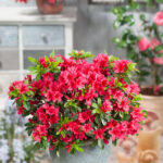 Dwarf Azalea: Evergreen Spring Flowering Shrubs, photograph 4