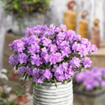 Mixed Dwarf Rhododendrons (Compact Spring Colour Collection), photograph 4