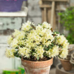 Mixed Dwarf Rhododendrons (Compact Spring Colour Collection), photograph 5