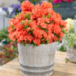 Dwarf Azalea: Evergreen Spring Flowering Shrubs, photograph 3