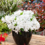 Dwarf Azalea: Evergreen Spring Flowering Shrubs, photograph 1